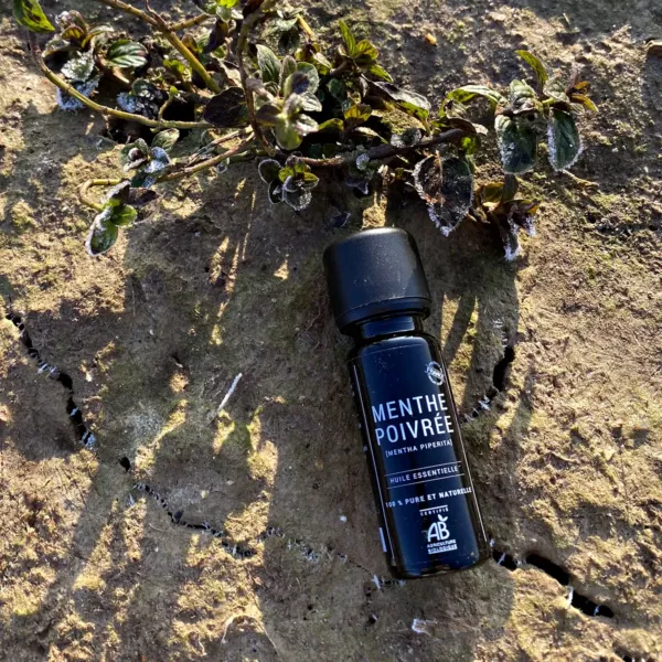 Flacon d’huile essentielle de menthe poivrée BIO Olessen couché près d’un pied de menthe, dans le champ