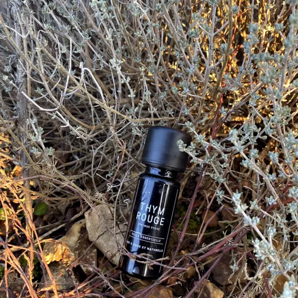 Flacon d’huile essentielle de thym rouge Olessen au milieu des pieds de thym