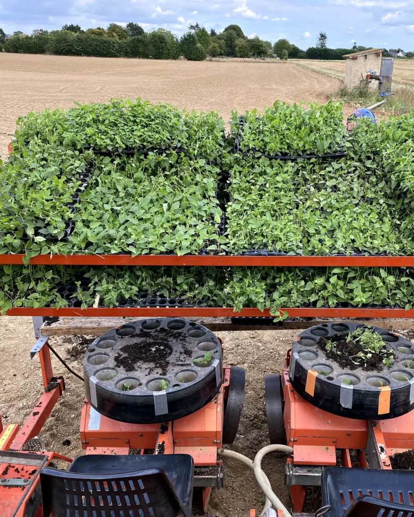 Planteuse chargée de jeunes plants, prête à planter un champ de Foucrainville