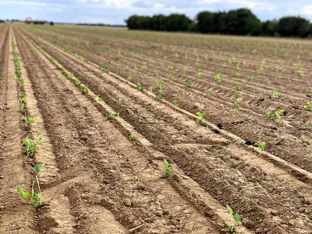 Rangs de jeunes plants fraîchement plantés dans un champ de Foucrainville