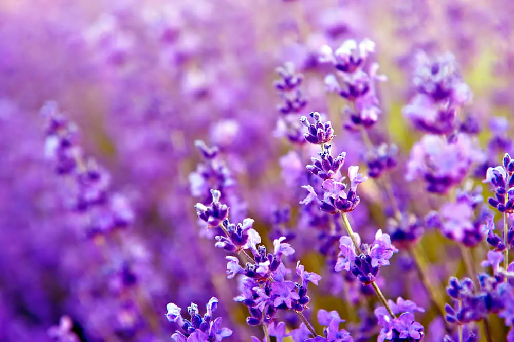 Recette Galets parfumés pour les armoires, avec les huiles essentielles Olessen