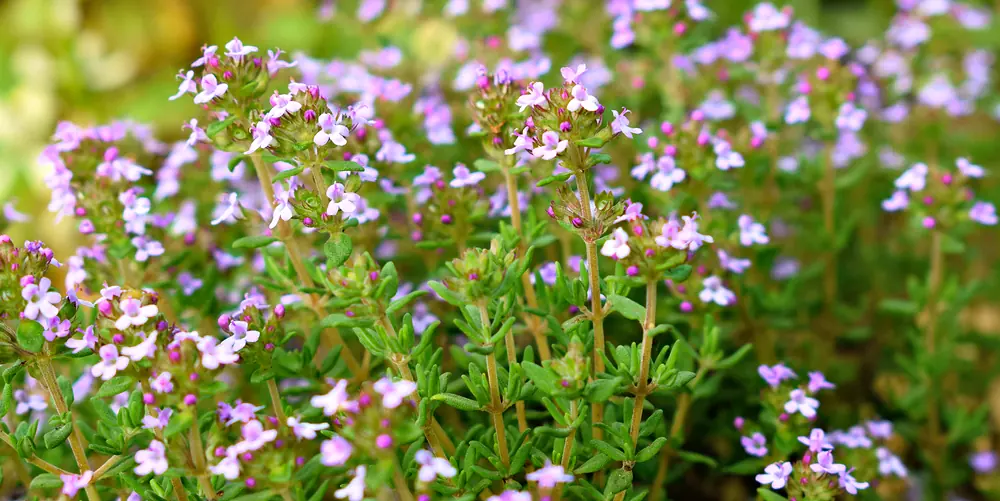 Recette Shampoing cuir chevelu frais aux herbes, avec les huiles essentielles Olessen