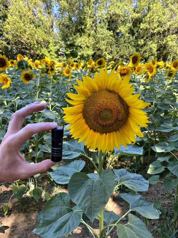 Flacon d’huile essentielle de tournesol devant un tournesol en fleur