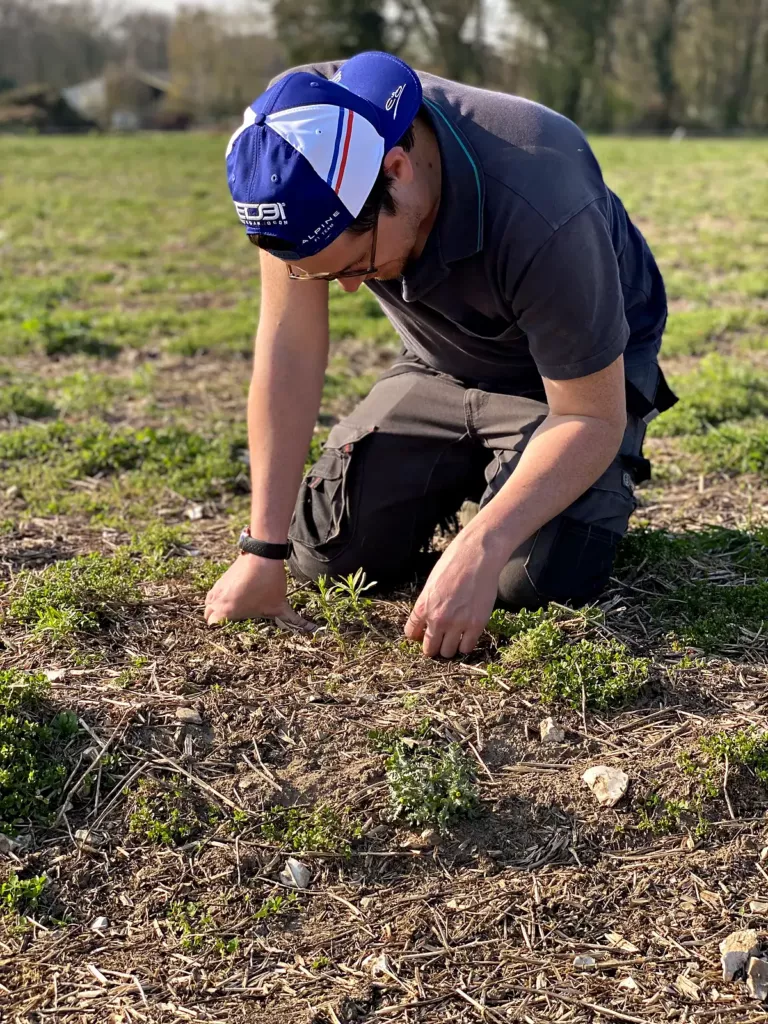 Valentin Raoul, à genoux dans un champ de Foucrainville, observe les jeunes plants